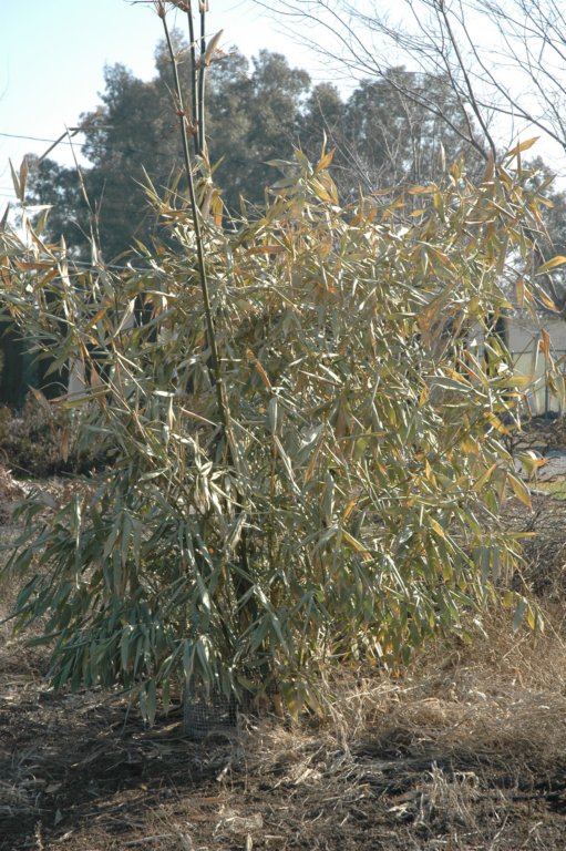 Bamboo leafs recovering from the freeze TROPICAL LOOKING PLANTS