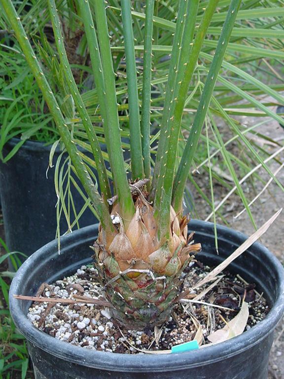 Cycas%20thouarsii1.jpg