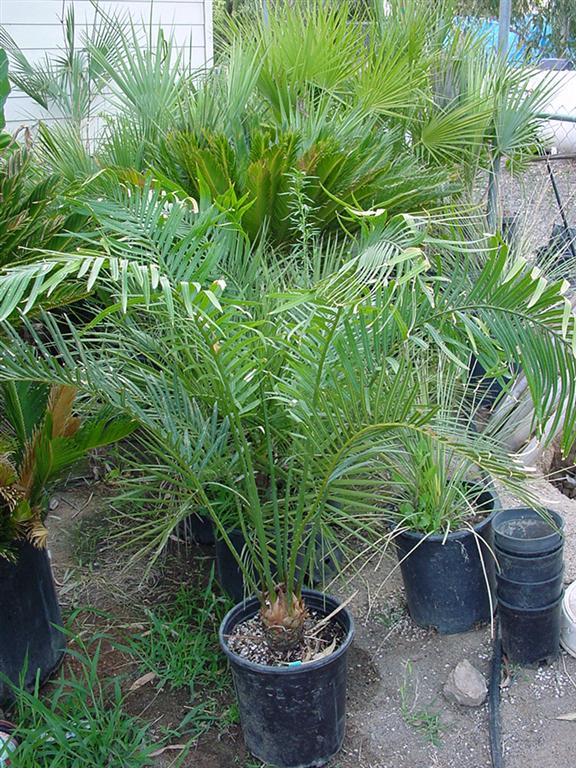 Cycas%20thouarsii1a.jpg