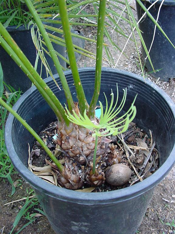 Cycas%20thouarsii2.jpg