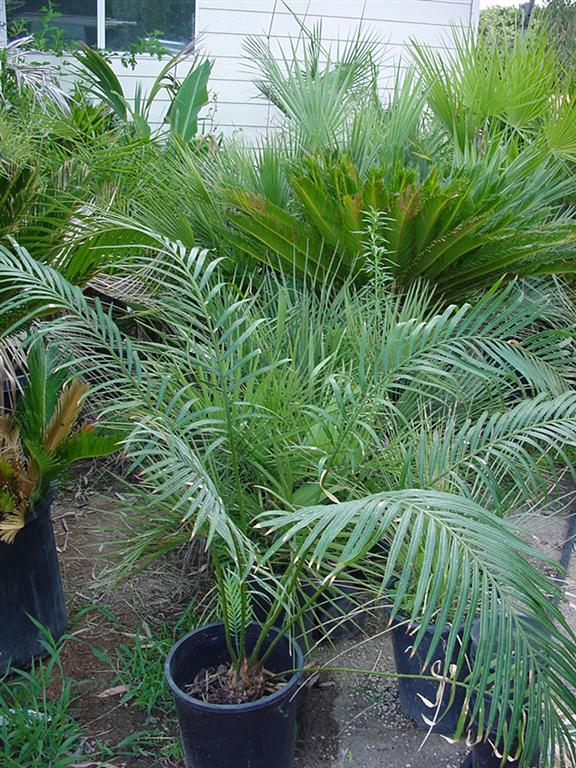 Cycas%20thouarsii2a.jpg