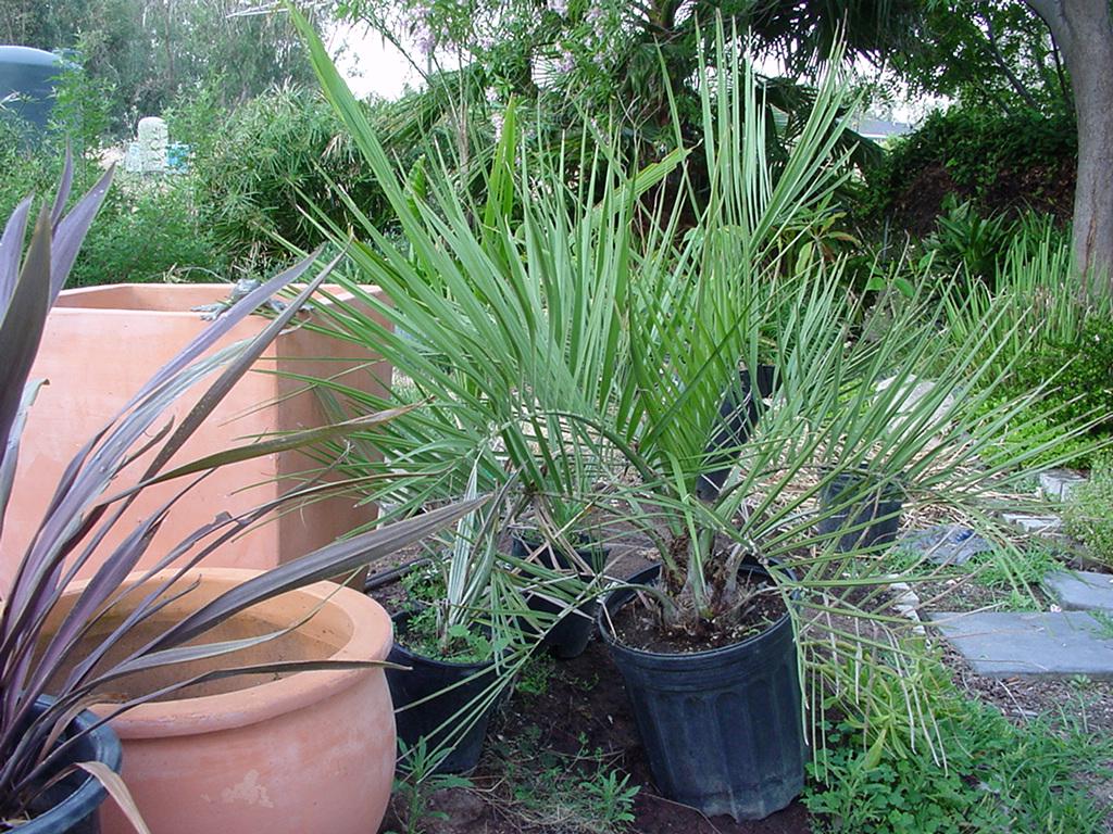 butia%20archeri.1.jpg