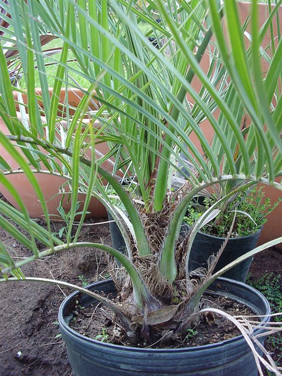 butia%20archeri.jpg